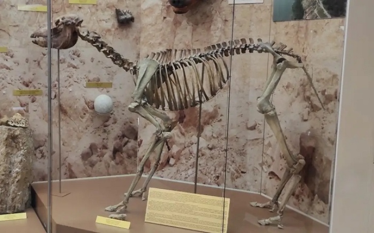 Шетелдегі жабайы жағажайдағы секс видео